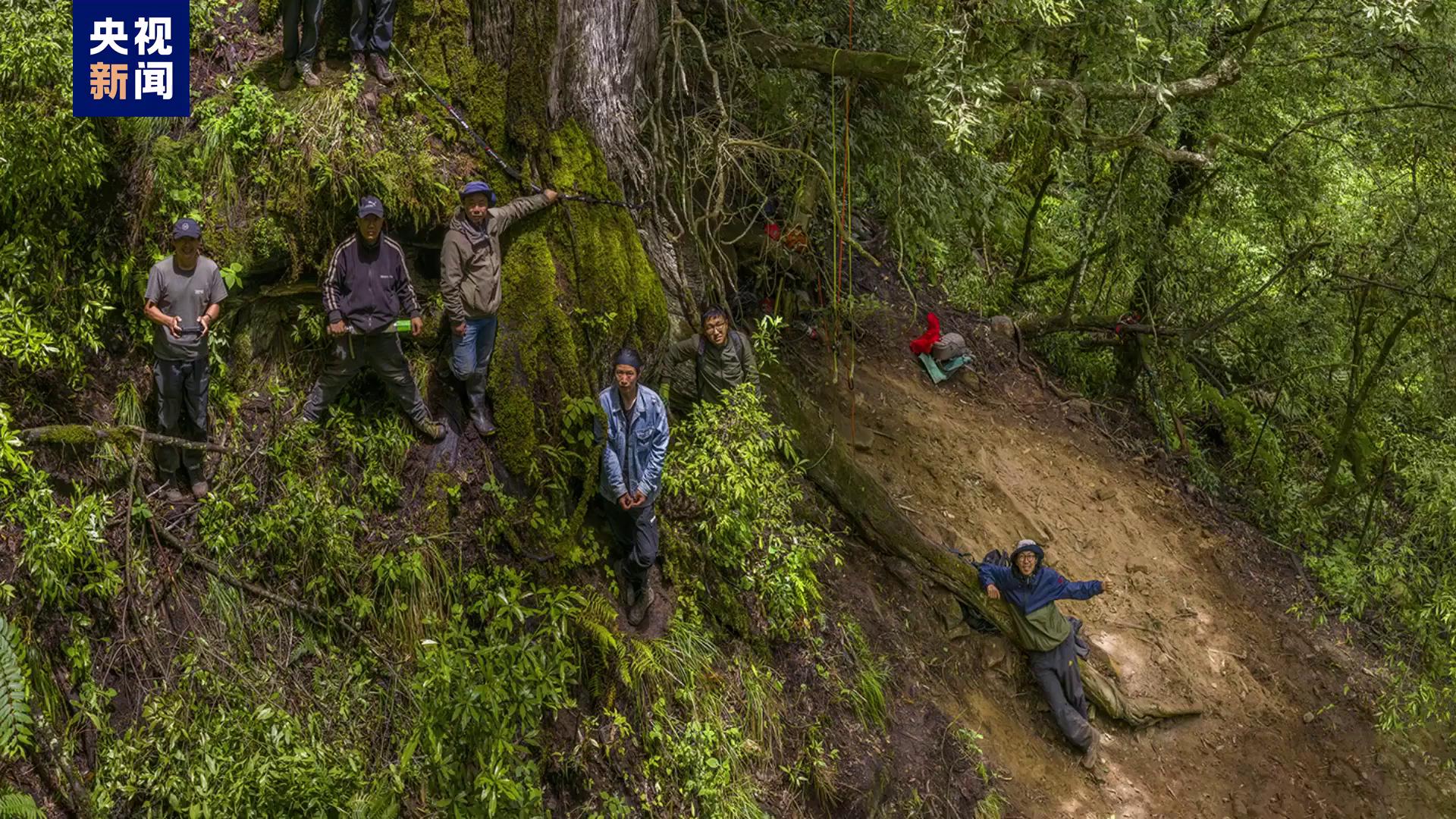 超长图中国百米巨树等身照公布